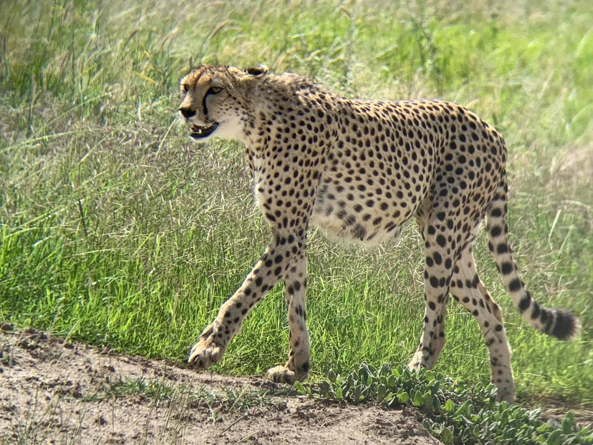 Amboseli Discovery Camp Eksteriør bilde