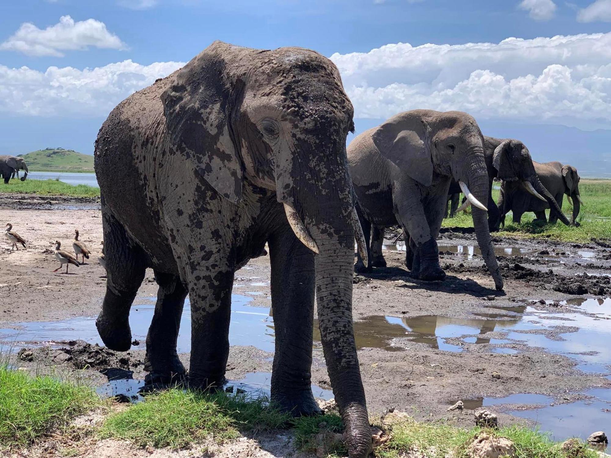 Amboseli Discovery Camp Eksteriør bilde