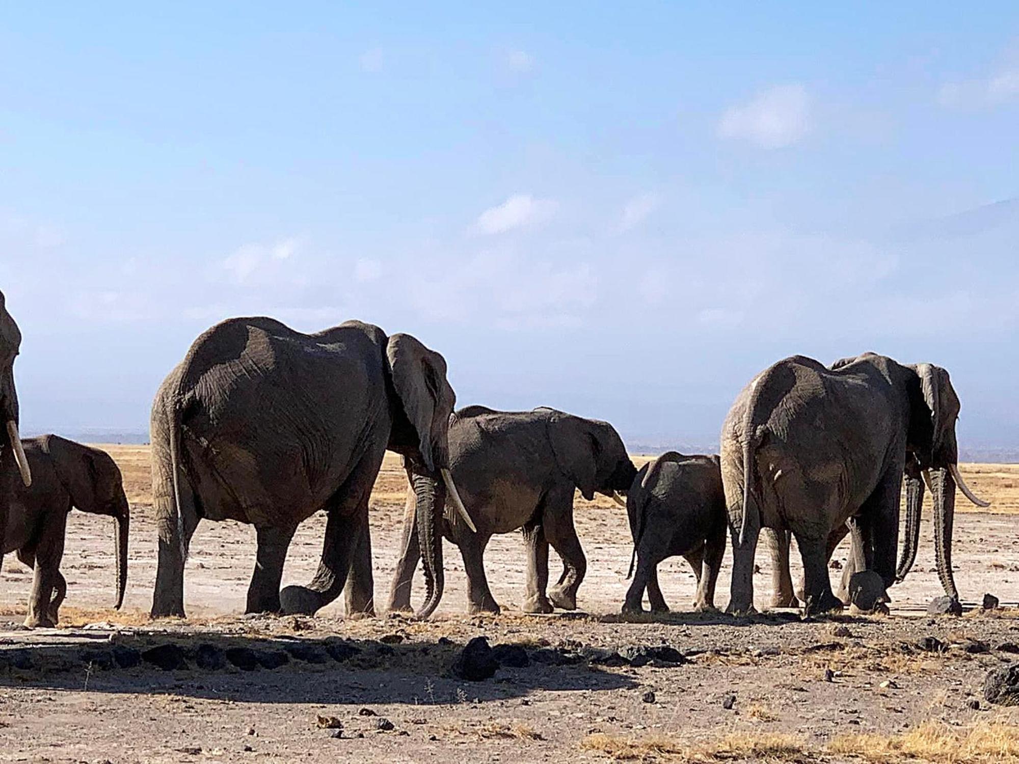 Amboseli Discovery Camp Eksteriør bilde