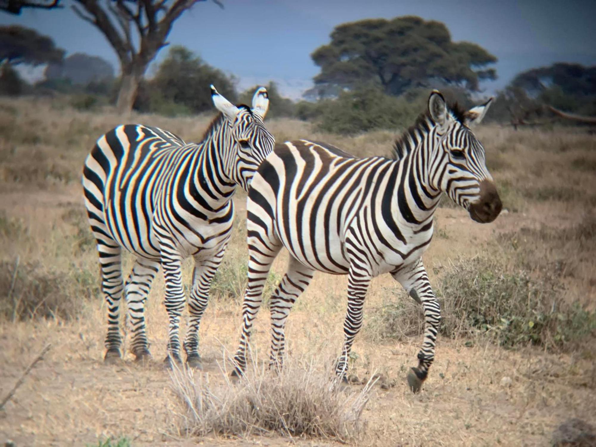Amboseli Discovery Camp Eksteriør bilde